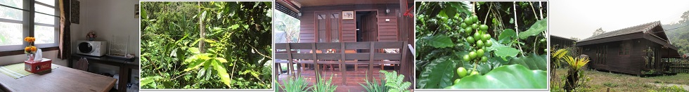 28rai coffeefarm Tepsadej, Chiangmai.