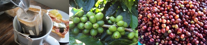 Chiangmai CoffeeDrip roasted