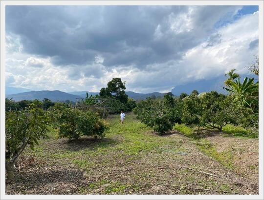 1rai MaeNa chiangdao,chiangmai land.
