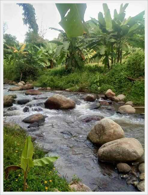 7rai streamside Pong Hangdong.Chiangmai